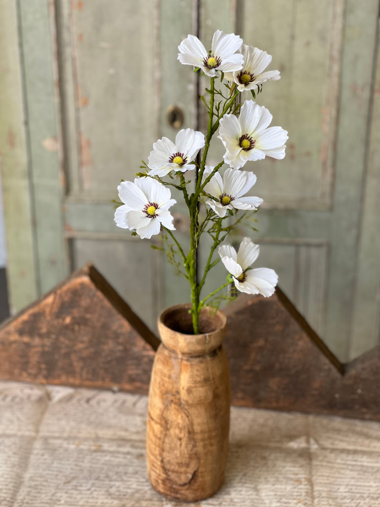 Cosmos Stem