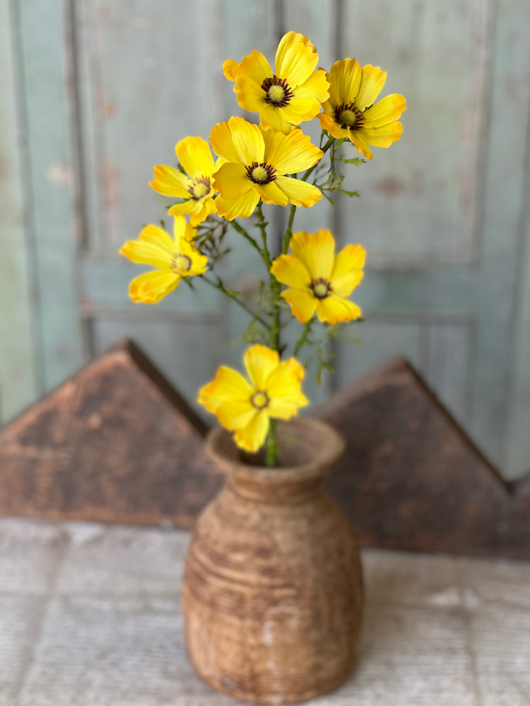 Cosmos Stem