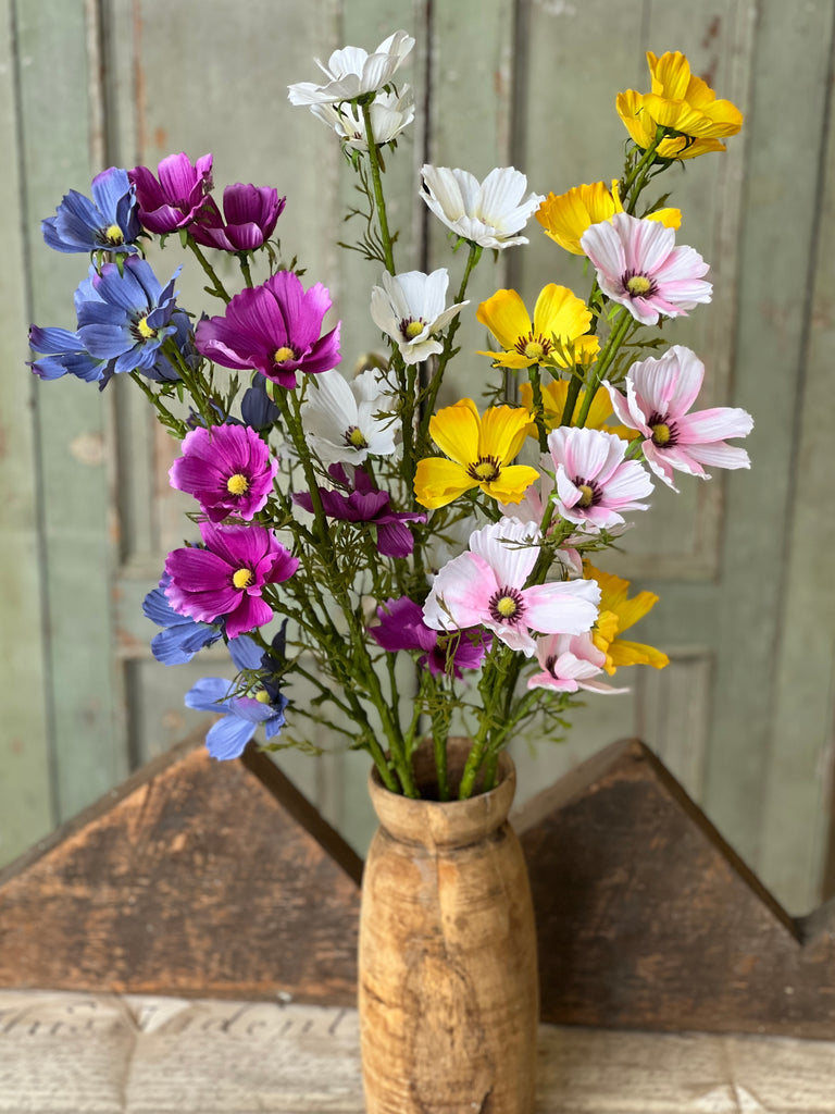 Cosmos Stem