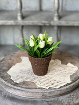 Teacup Tulip Pot