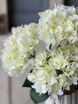 Harkness Hydrangea Bundle