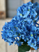 Harkness Hydrangea Bundle