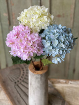 Callahan Hydrangea