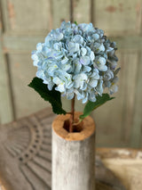 Callahan Hydrangea