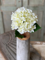 Callahan Hydrangea